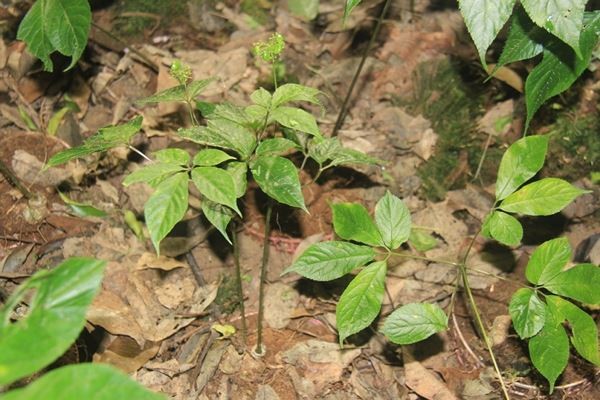Kon Tum có cửa hàng đầu tiên bán sâm Ngọc Linh - ảnh 1