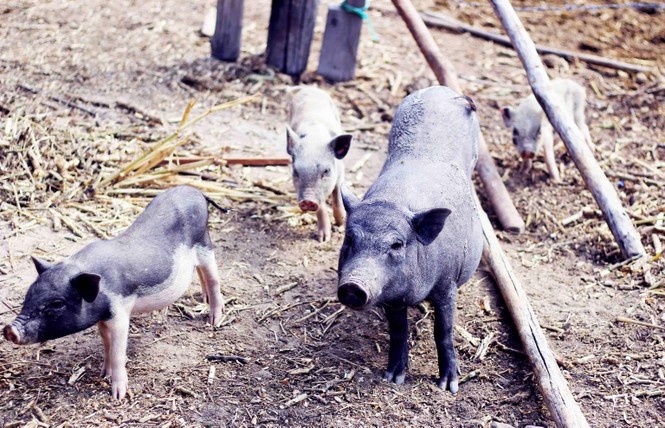 Giống lợn 'không cần cho ăn' ở Tây Nguyên - ảnh 8