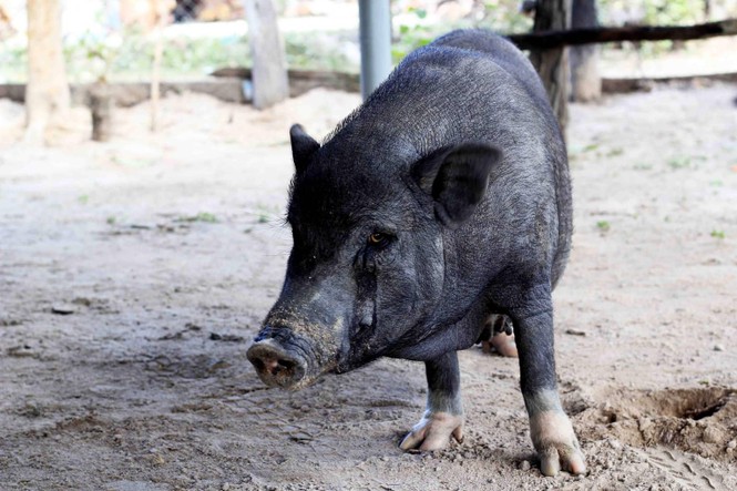 Giống lợn 'không cần cho ăn' ở Tây Nguyên - ảnh 5