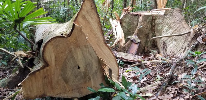 Gia Lai: Tạm giữ 3.577 cuốn sách giả, 'Đột nhập' công trường khai thác gỗ trái phép ở Gia Lai 5 66273158 434428414062387 4452995893192294400 n lljn