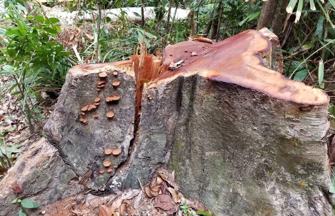 Gia Lai: Tạm giữ 3.577 cuốn sách giả, 'Đột nhập' công trường khai thác gỗ trái phép ở Gia Lai 4 lay 8 dfmd
