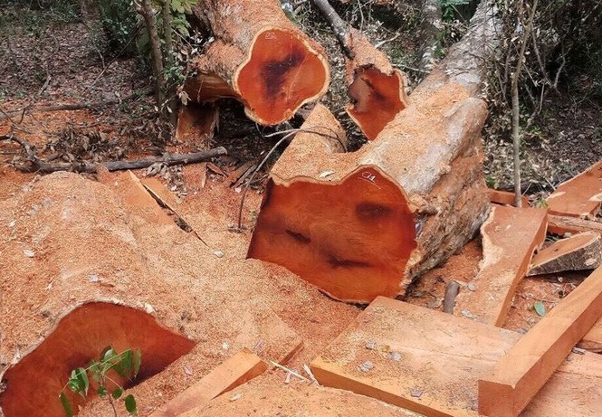 Đề nghị thanh tra, điều tra các tụ điểm phá rừng - ảnh 2