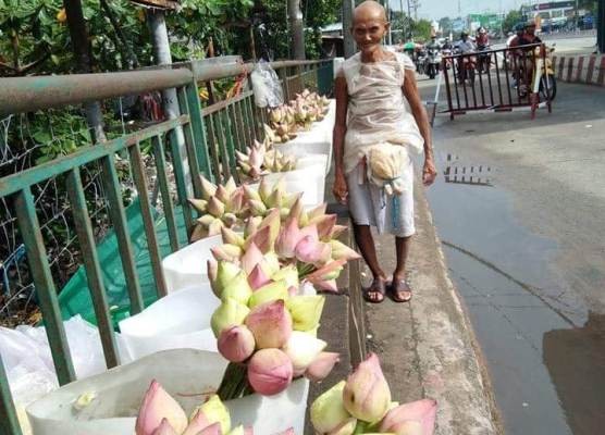 Cụ ông 85 tuổi và gánh hoa sen ấn tượng chiều 30 tết - ảnh 1