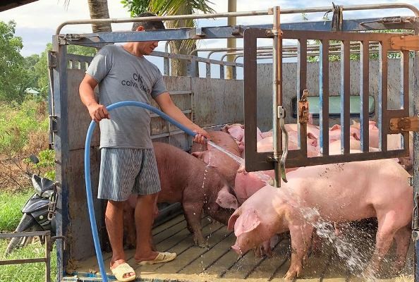 Một doanh nghiệp ở Bình Dương tạo dư luận không tốt về dịch tả heo châu Phi - ảnh 2
