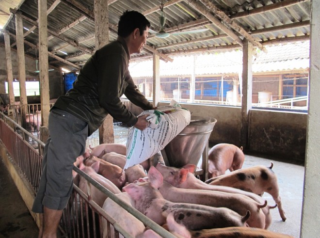 Dùng chất cấm trong chăn nuôi: Kiến nghị quy định thành tội danh - ảnh 1