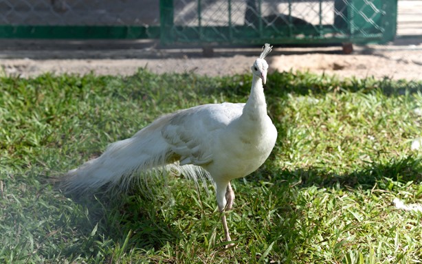 Phú Quốc háo hức khai trương Safari đầu tiên - ảnh 2