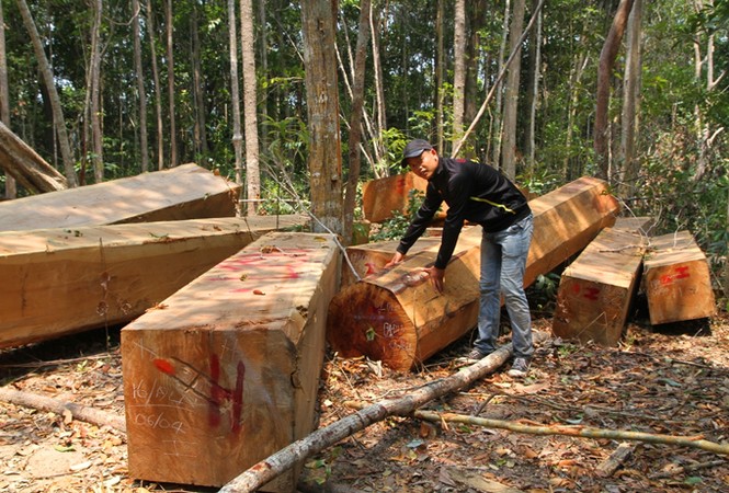 Mơ về một Tây Nguyên xanh mãi - ảnh 1