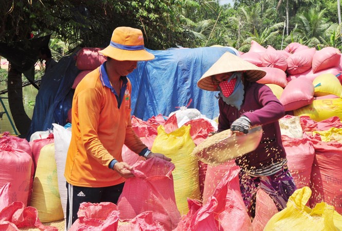 Cởi trói xuất khẩu gạo, chưa xóa hết nhóm lợi ích - ảnh 1