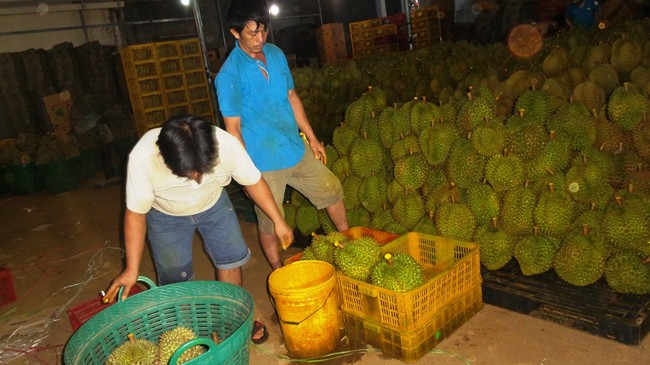 Sầu riêng, sầu chung… - ảnh 2