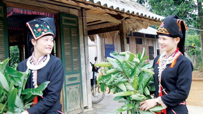 Thơm ngát rừng quế Văn Yên - ảnh 5