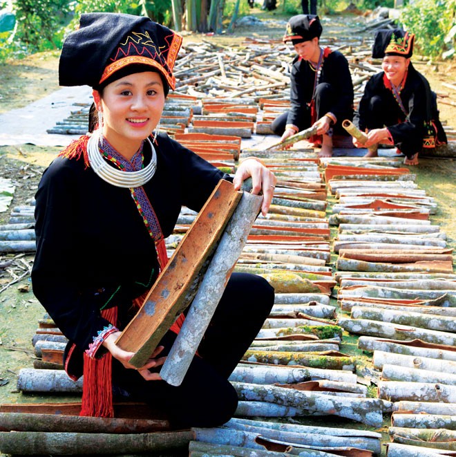 Thơm ngát rừng quế Văn Yên - ảnh 3