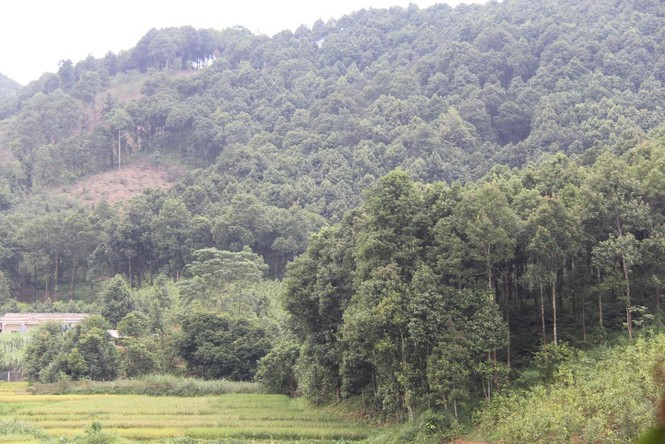 Thơm ngát rừng quế Văn Yên - ảnh 1