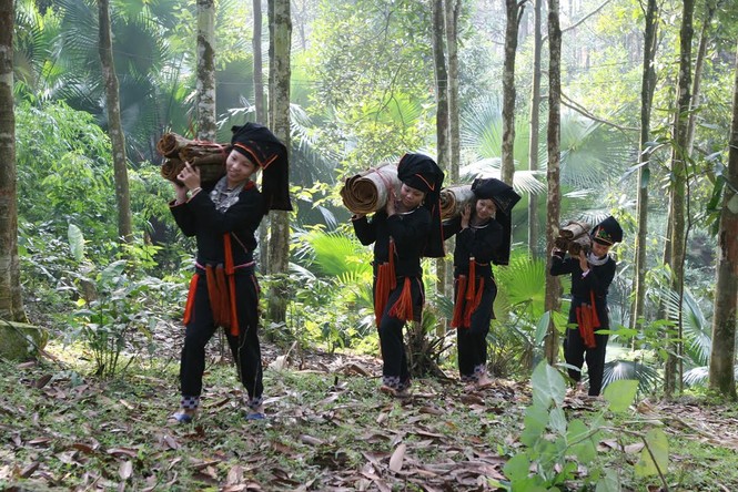 Thơm ngát rừng quế Văn Yên - ảnh 2