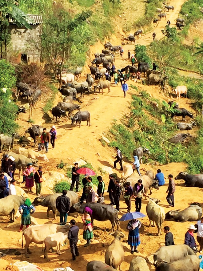 Trẩy hội chợ trâu Cán Cấu - ảnh 1