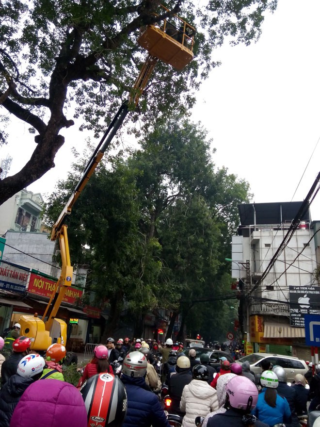 Tỉa cây đúng giờ cao điểm - ảnh 1