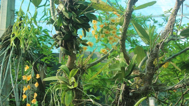 Vướng phải tình lan - ảnh 3