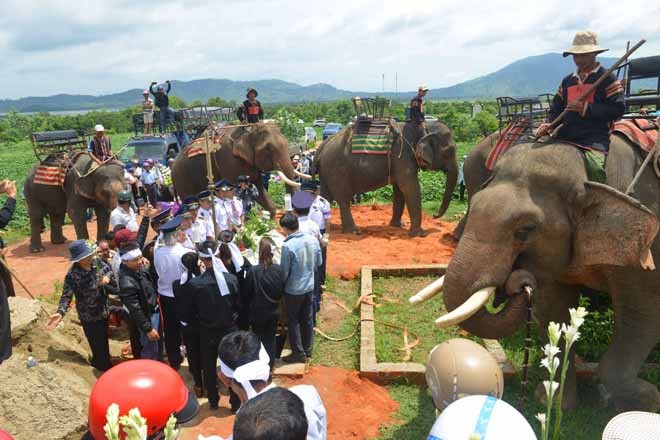 Tiễn Mẹ Voi về với núi - ảnh 5