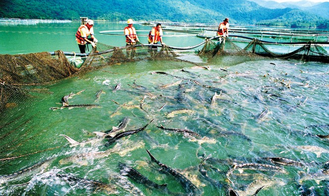 Tuyệt phẩm từ cá tầm - loài cá hoàng gia - ảnh 2