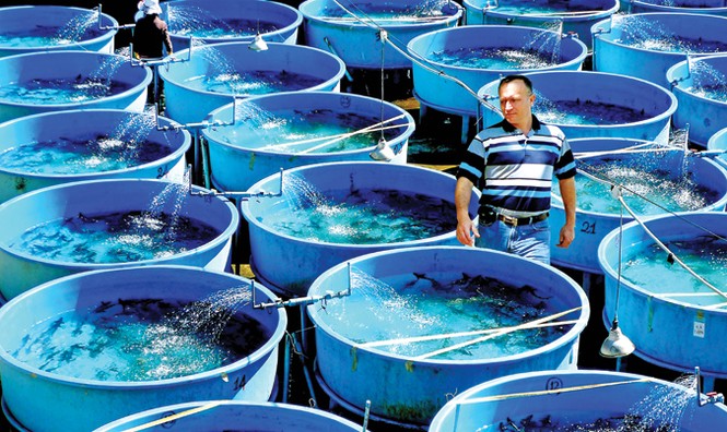 Tuyệt phẩm từ cá tầm - loài cá hoàng gia - ảnh 4