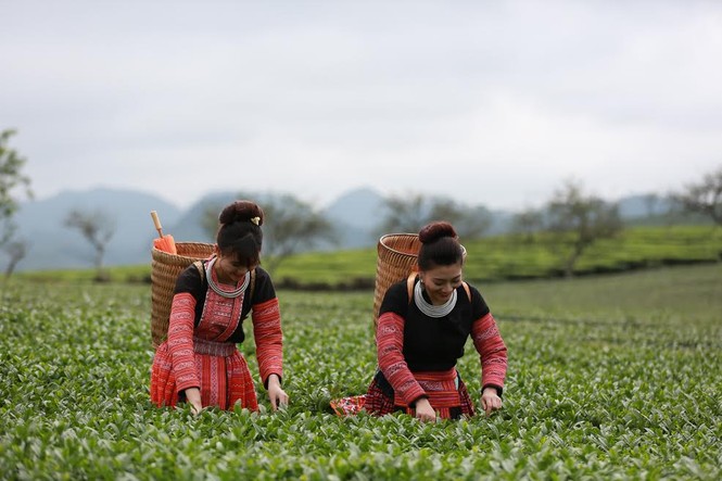 Vinatea và chiến lược hướng nội: Cơ hội nào để làm chủ “sân nhà“? - ảnh 2