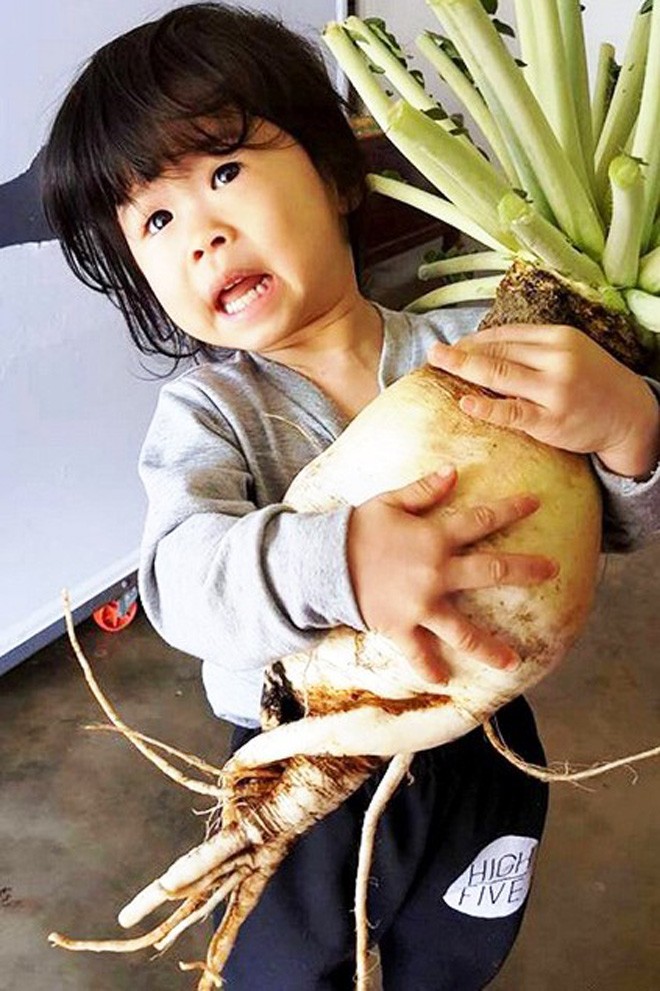 Trồng thành công giống củ cải nặng 5,5 kg - ảnh 1