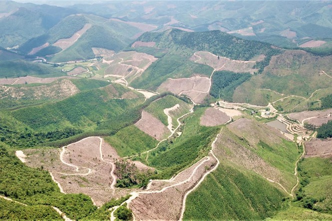 Tàn phá rừng phòng hộ - ảnh 1