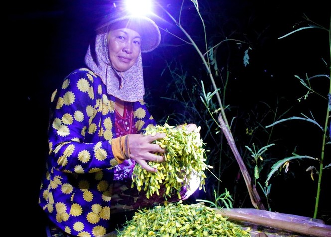 Xuyên đêm hái bông điên điển - ảnh 1