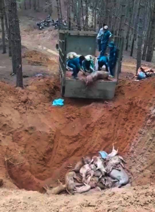 Kon Tum: Tiêu hủy hàng trăm con heo lở mồm long móng - ảnh 1