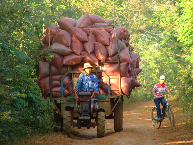 Đắng chát cà phê - ảnh 1