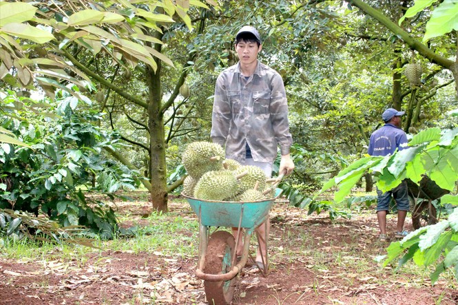 Biệt đội 'gõ' sầu riêng - ảnh 2
