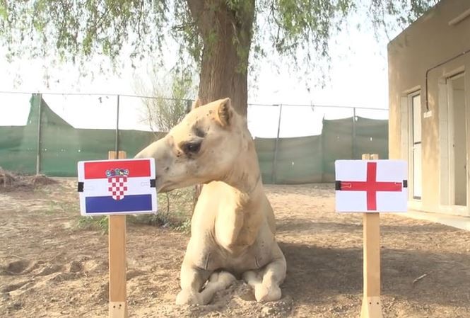Thông tin nóng nhất trước bán kết Croatia - Anh - ảnh 3