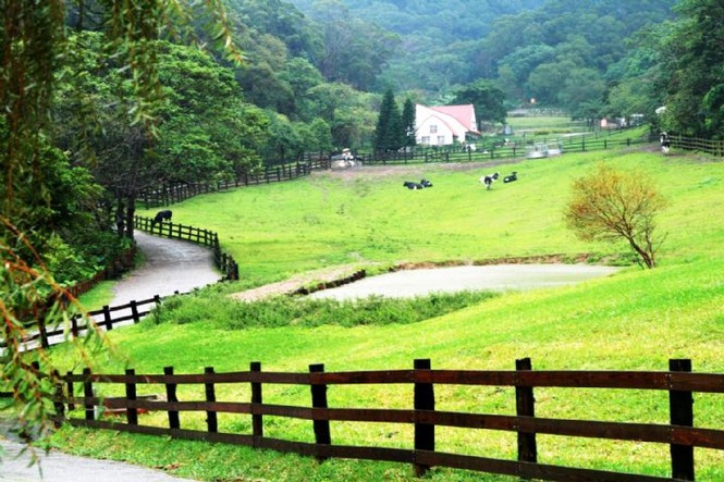 Nuôi bò, trồng lúa, ngắm hoa ... kiếm tiền nhờ đưa khách về làng - ảnh 2