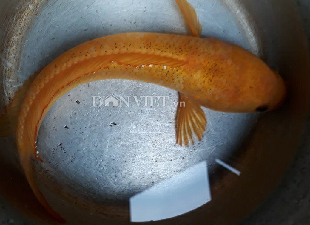 'Độc' chưa từng thấy: Câu được cá lóc vàng ở ao hoang, cả làng đến xem - ảnh 1