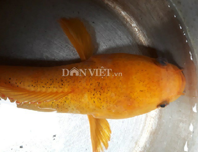'Độc' chưa từng thấy: Câu được cá lóc vàng ở ao hoang, cả làng đến xem - ảnh 2