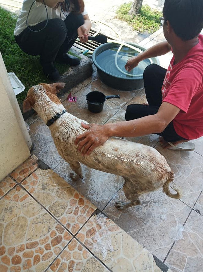 Rơi nước mắt với chú chó khóc nấc trước quan tài của giáo sư - ảnh 8