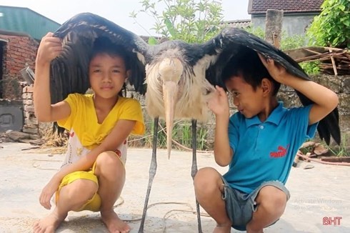 Thông tin mới nhất về chú chim lạ khổng lồ, cực hiếm ở Hà Tĩnh - ảnh 1