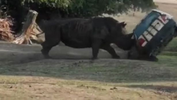 Tê giác nổi điên húc văng và lật đi lật lại ô tô đang có người trong công viên - ảnh 2