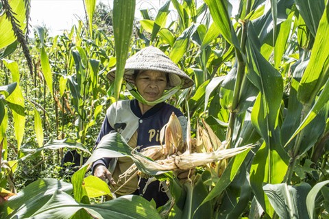 Lão Tôn 'đại náo' Bình Tân - ảnh 1