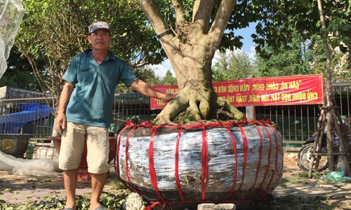 Thêm cây mai hơn 100 tuổi giá 2 tỷ xuất hiện ở chợ Tết Cần Thơ - ảnh 1