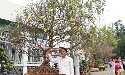 Thêm cây mai hơn 100 tuổi giá 2 tỷ xuất hiện ở chợ Tết Cần Thơ - ảnh 2