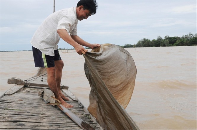 Thăng trầm mùa nước nổi - ảnh 1