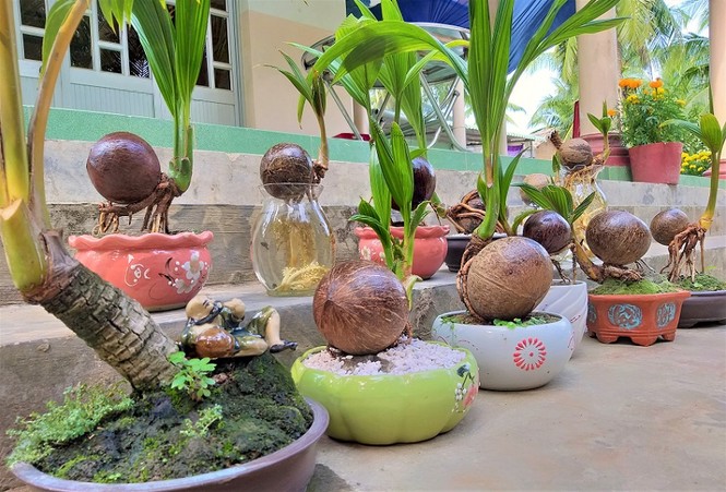 Bonsai dừa độc đáo, sản phẩm khởi nghiệp của chàng trai 9X Bến Tre - ảnh 4