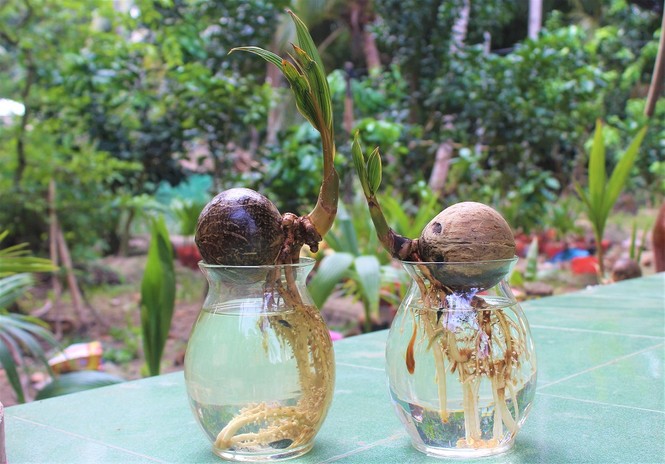 Bonsai dừa độc đáo, sản phẩm khởi nghiệp của chàng trai 9X Bến Tre - ảnh 5