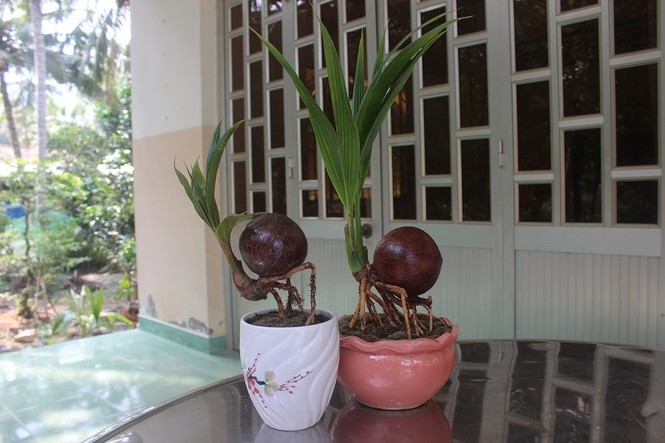 Bonsai dừa độc đáo, sản phẩm khởi nghiệp của chàng trai 9X Bến Tre - ảnh 2