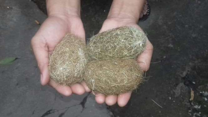 Chàng trai miền Tây sở hữu 3 vật thể lạ được cho là cát lợn quý hiếm - ảnh 2