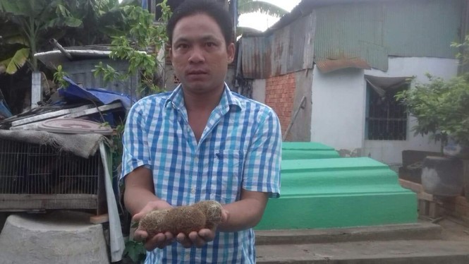 Chàng trai miền Tây sở hữu 3 vật thể lạ được cho là cát lợn quý hiếm - ảnh 1