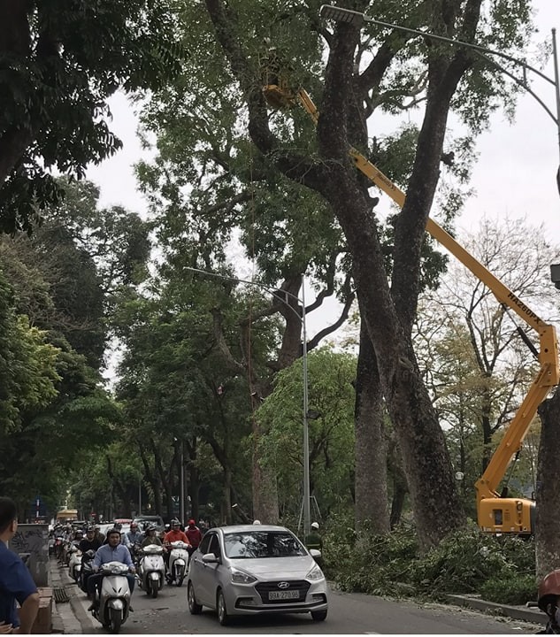 Cắt tỉa cây xanh giờ cao điểm, người dân Hà Nội lo ngại tắc đường - ảnh 4