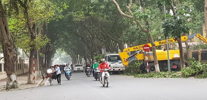 Cắt tỉa cây xanh giờ cao điểm, người dân Hà Nội lo ngại tắc đường - ảnh 2