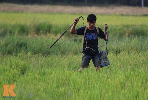 Hình ảnh người dân mang bình điện đi chích rắn trên cánh đồng
