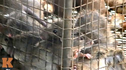 Những con chuột này sẽ được nhúng nước sôi, lột da và trở thành món mồi nhậu lý tưởng